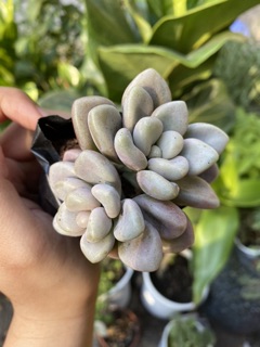 SEN ĐÁ KIM TUYẾN TRẮNG LÁ MẬP 4-6cm
