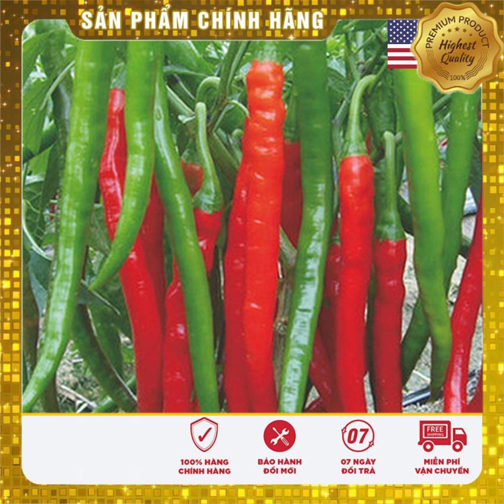 30 Hạt giống quả ớt dài hàn quốc USA