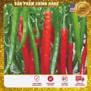 30 Hạt giống quả ớt dài hàn quốc USA