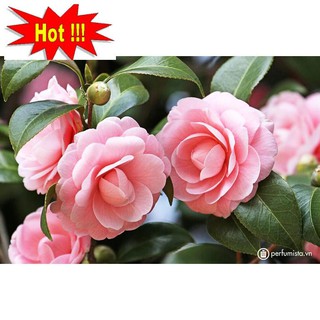 Hạt giống hoa Trà My - 5 hạt