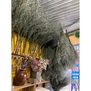 Hoa sao khô ( 1 bó)