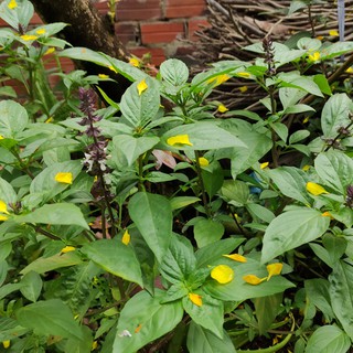 30 hạt giống cây húng quế-cây rau thơm