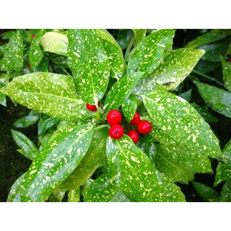 Chậu cứng Aucuba japonica - Nguyệt quế đốm