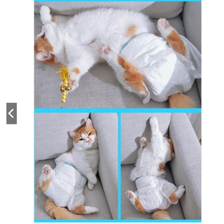 TÃ QUẦN (BỈM) GIẤY CHO CHÓ MÈO (KỲ SALO, VỆ SINH KHÓ KIỂM SOÁT)