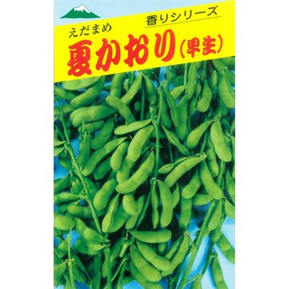 Hạt giống Edamame  Nhật 40ml ( Hạt giống Đậu Nành Nhật - Edamame Emerald )