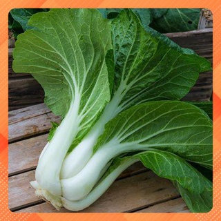 Hạt giống cải bẹ trắng 20gr