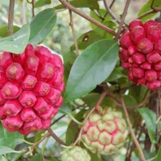 Na rừng tây bắc tách hút chân không 1kg