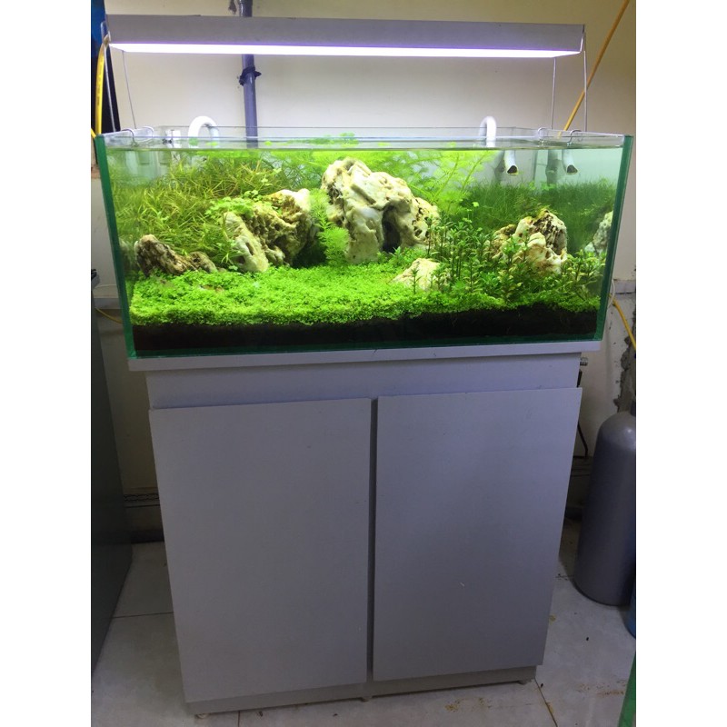 Bể cá thuỷ sinh Demo Vịnh Hạ Long