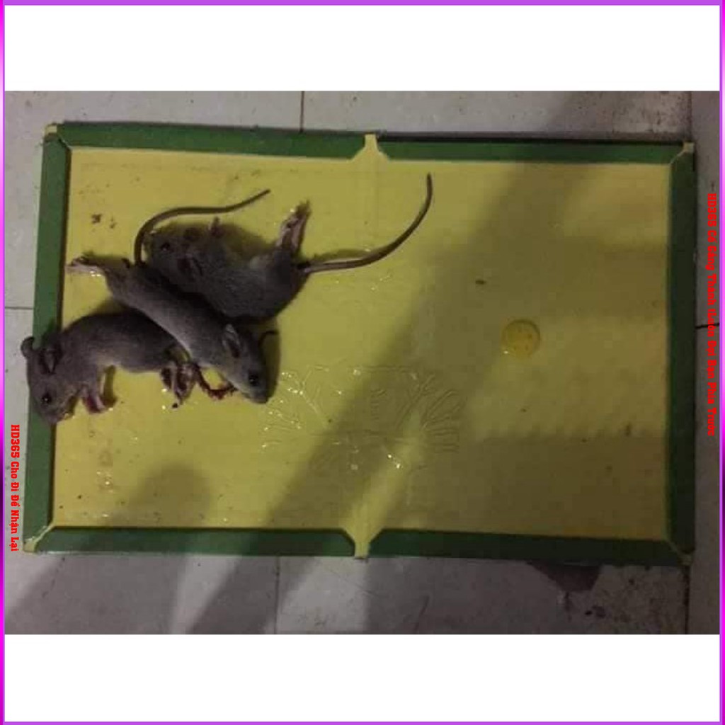 Keo bẫy chuột siêu dính chuột bắt được tất cả các loại chuột không mùi shop Dbavio