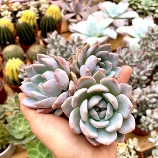 (Hình thật) Sen đá monroe lai