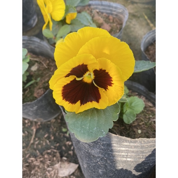 Cây hoa pansy trồng trong bịch đen