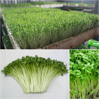 Hạt giống rau mầm cải