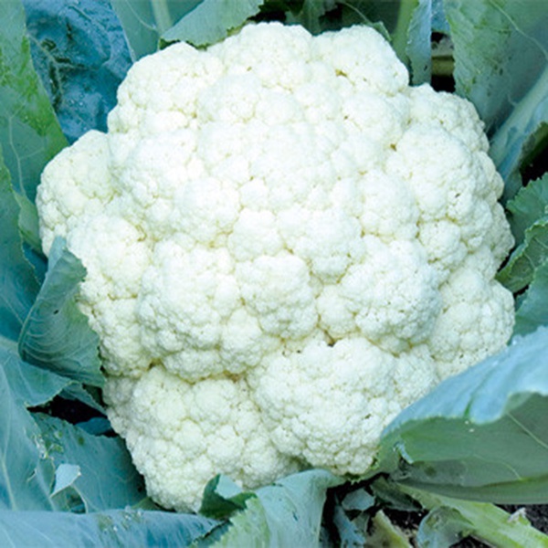 2Gram ~ 350 Hạt Giống Súp Lơ Trắng Tuyết Cuống Xanh