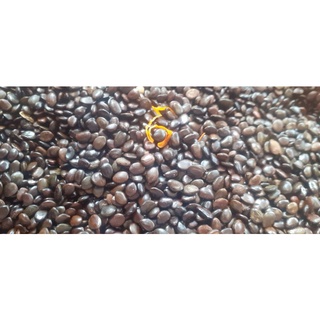 500 gram hạt giống keo lai