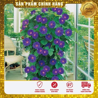 Bộ gói hạt giống Bìm (hoa bìm bìm)