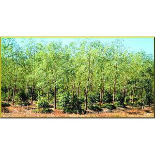 cây giống đàn hương ấn độ (cây siêu khỏe)