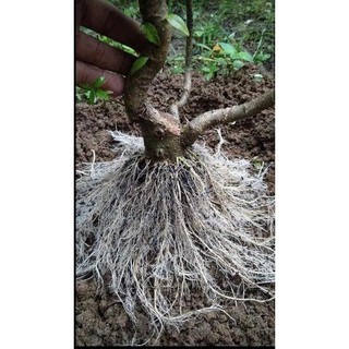 {CHÍNH HÃNG} S iêu kích rễ Đài Loan, kích rễ cây phôi, dưỡng rễ, giâm cành