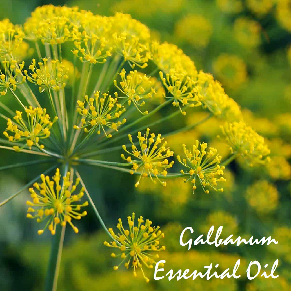 Tinh dầu nhựa cây Galbanum Essential Oil
