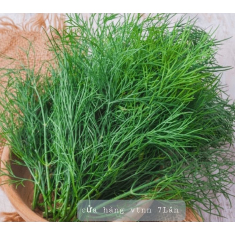 hạt giống thì là