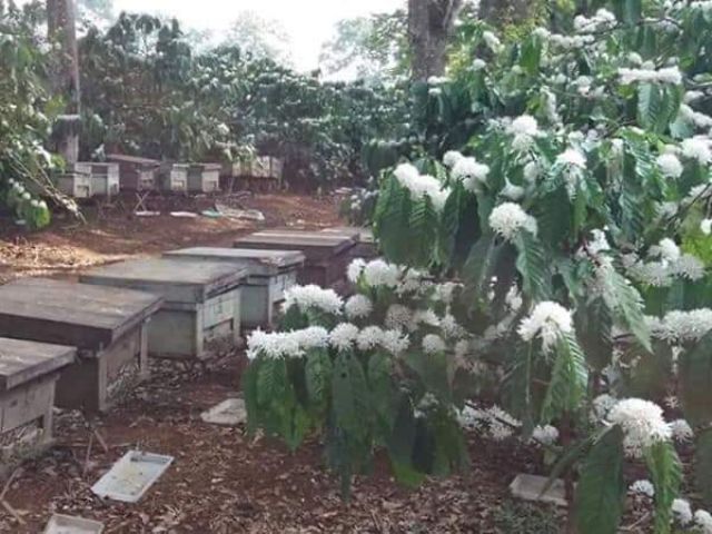 1 LÍT MẬT ONG  NGUYÊN CHẤT 100%