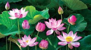 Gói 5 Hạt Giống Sen Ta
