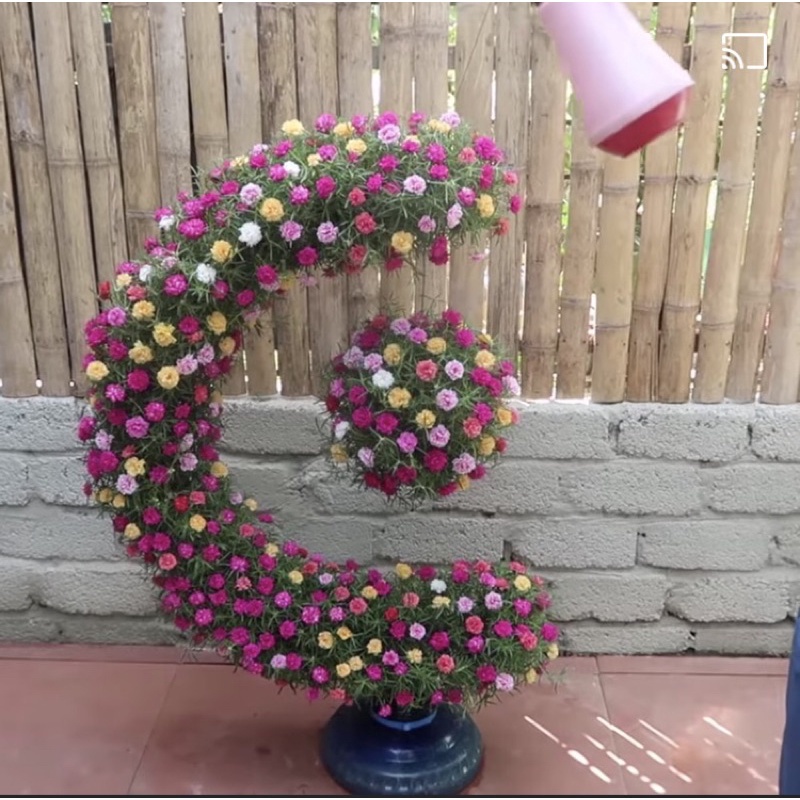 khung tạo giáng bon sai hoa 10h