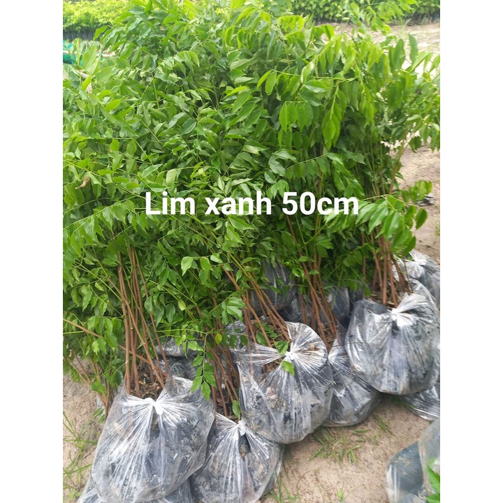 200gram hạt giống lim xanh