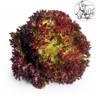 HẠT XÀ LÁCH TÍM  - GÓI 2 GRAM