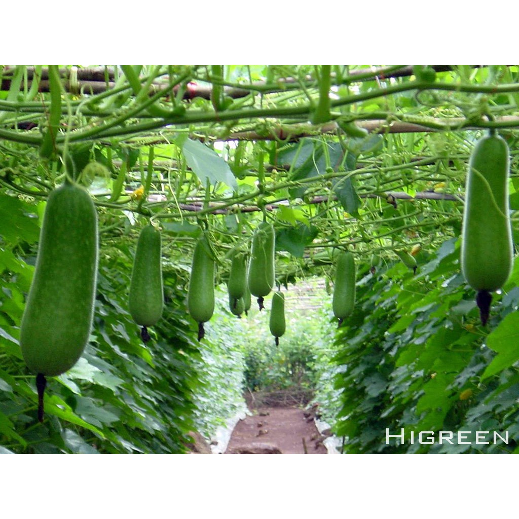 Hạt giống Bí đao chanh lai