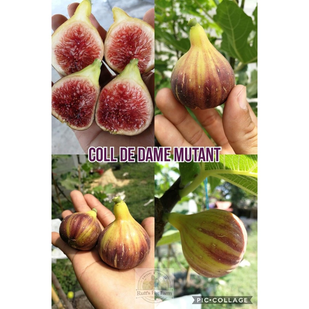 CÂY GIỐNG SUNG MỸ TRÁI VẰN
