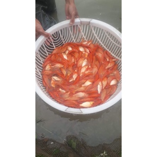 Rổ lọc cá giống, Rổ lọc lươn giống, Rổ lọc chạch giống