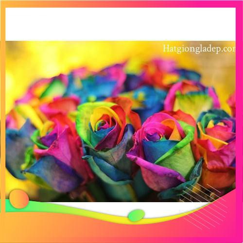 Hạt Giống Hoa Hồng Bảy Màu -  VIETGAR
