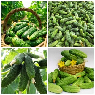 Hạt giống Dưa Chuột Chùm sai quả