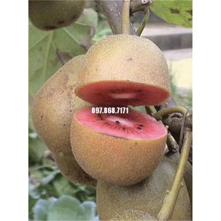 CÂY GIỐNG KIWI LEO GIÀN RUỘT ĐỎ DÒNG QUẢ SỚM, CAM KẾT CHUẨN GIỐNG F1
