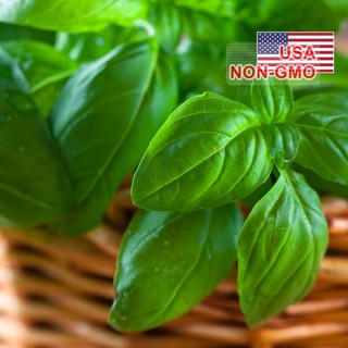 50GR 40K.HẠT Hạt Giống Rau Thơm Húng Tây Basil Ý Genovese (| B43*W43)