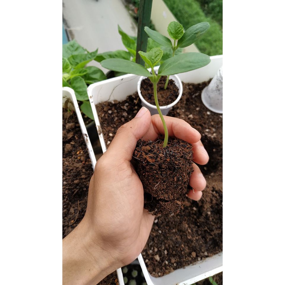 100H - Hạt Giống Dưa Lưới F1 TL3