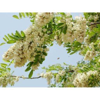 CÂY GIỐNG CÂY HOA HÒE (HÒE HOA),CAM KẾT GIỐNG CHUẨN F1