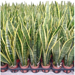 Chậu cây lưỡi hỗ - Giao chậu 1 thân cây cao khoảng 50-60cm-UtNho