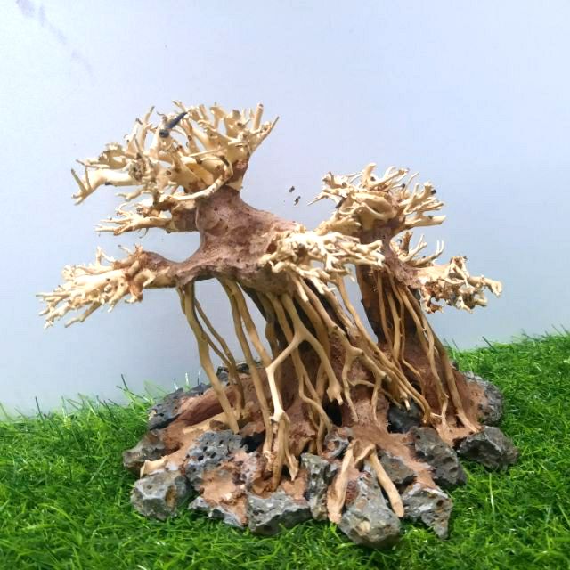 LŨA BONSAI CẤY RÊU