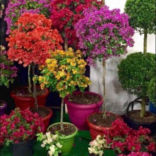 CHUẨN Cây hoa giấy nhiều màu