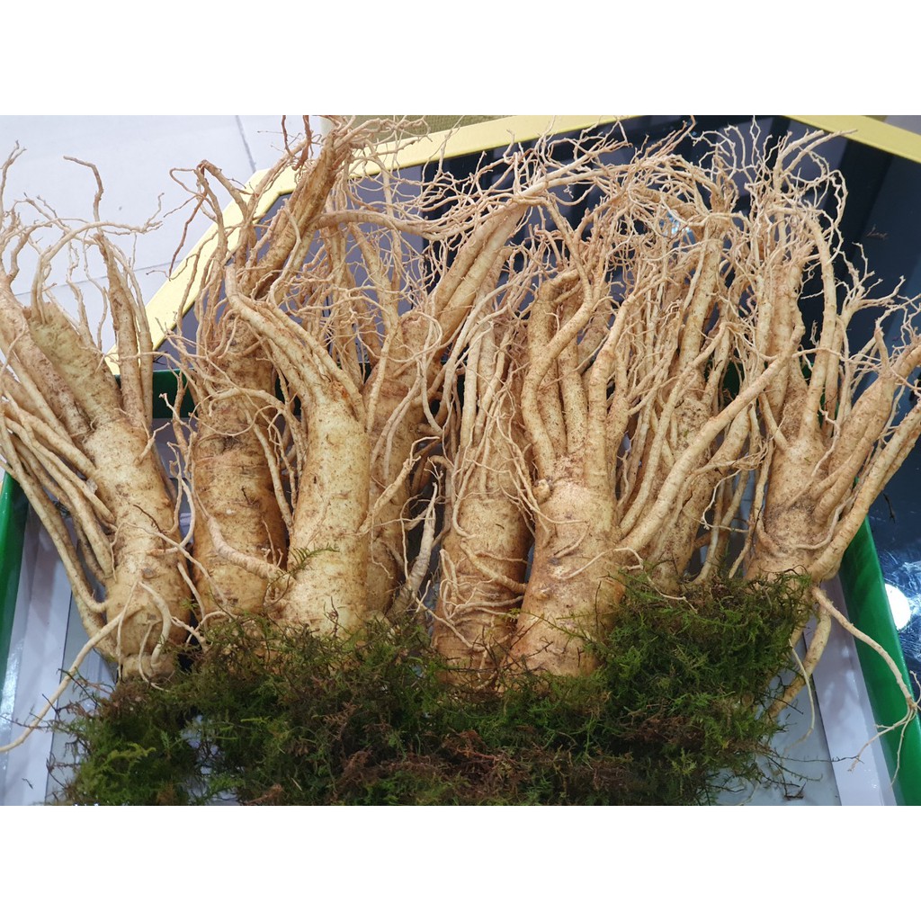 NHÂN SÂM TƯƠI HÀN QUỐC giá chỉ 170.000đ/1 củ | BigBuy360 - bigbuy360.vn