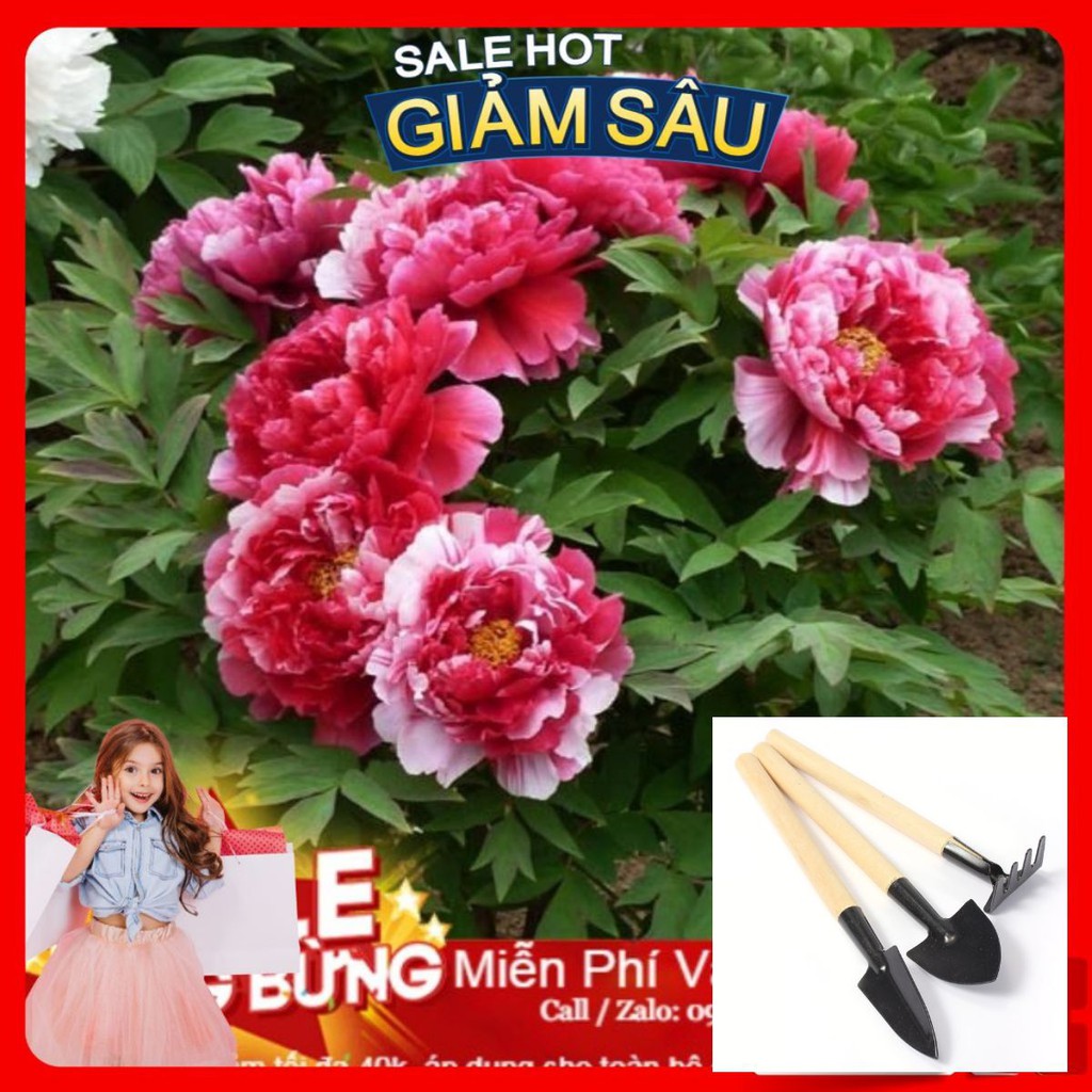 Hạt Giống Hoa Mẫu Đơn Mix - 5 Hạt / Gói - Tặng Kèm Bộ Dụng Cụ Trồng Cây Mini