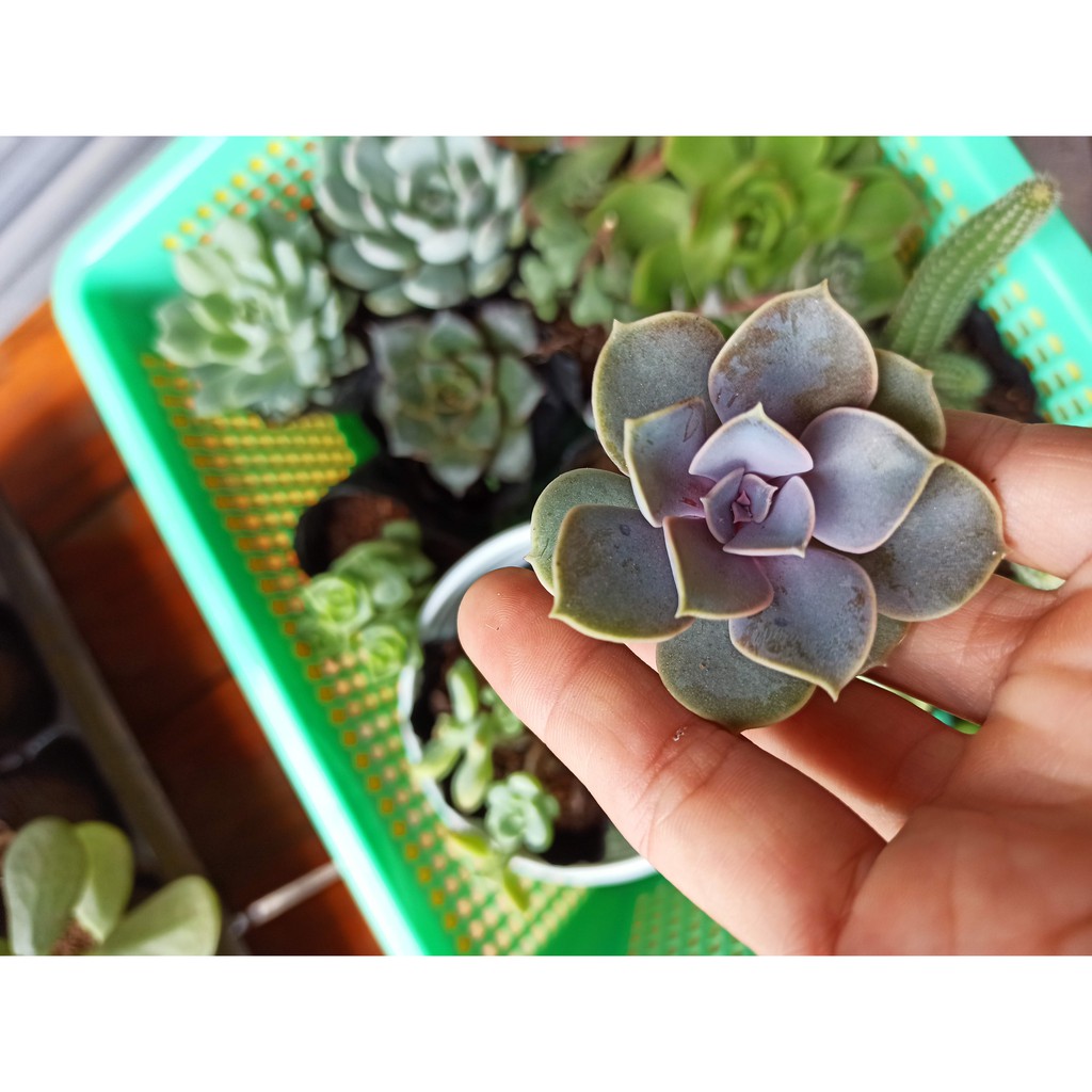 Sen đá hồng dâu - Echeveria ‘Perle von Nurnberg’ (Đọc mô tả)