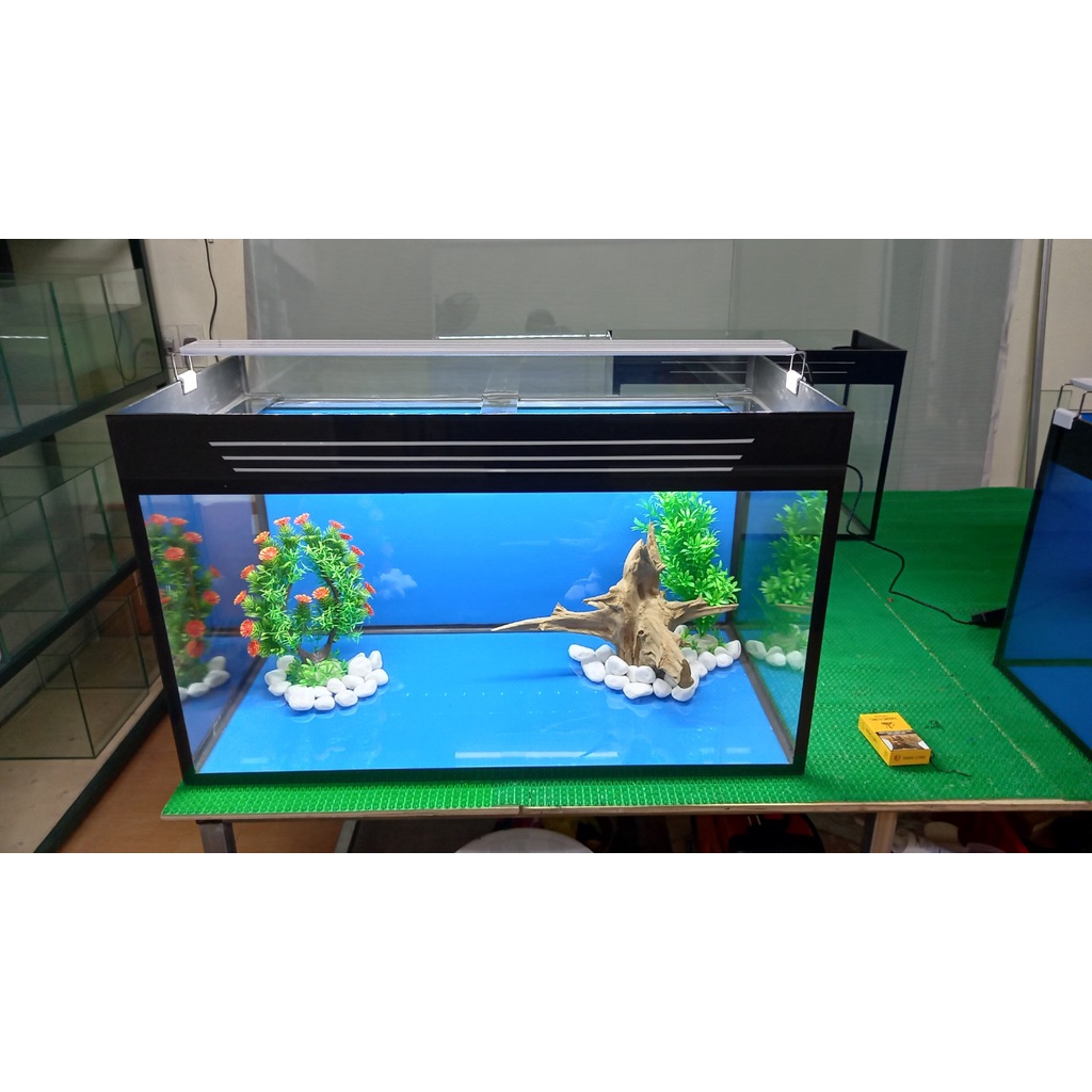 Bể Cá