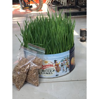 hạt giống cỏ mèo