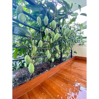 CÂY GIỐNG XOÀI SIÊU TRÁI