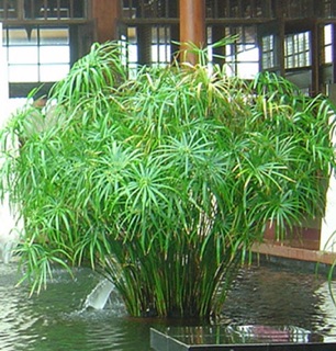 Cây thủy trúc