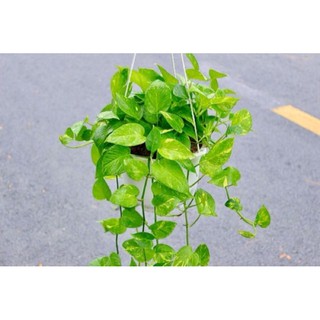 Cây chầu bà leo dễ trồng, hàng cây rễ trần