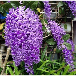 Mai Thái Xanh cây sắp hoa