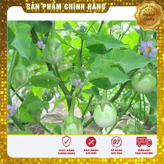 Hạt giống Cà Pháo Xanh 2gram